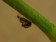 Psyllobora nana
