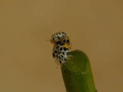 Psyllobora nana
