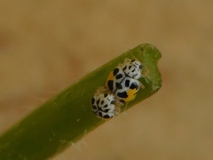 Psyllobora nana