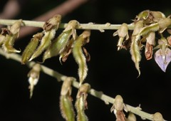 Pueraria tuberosa