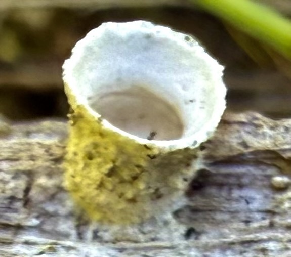 woolly bird's nest fungus · May 2026 · photo: Photo: no rights reserved · iNaturalist