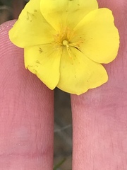 Crocanthemum aldersonii
