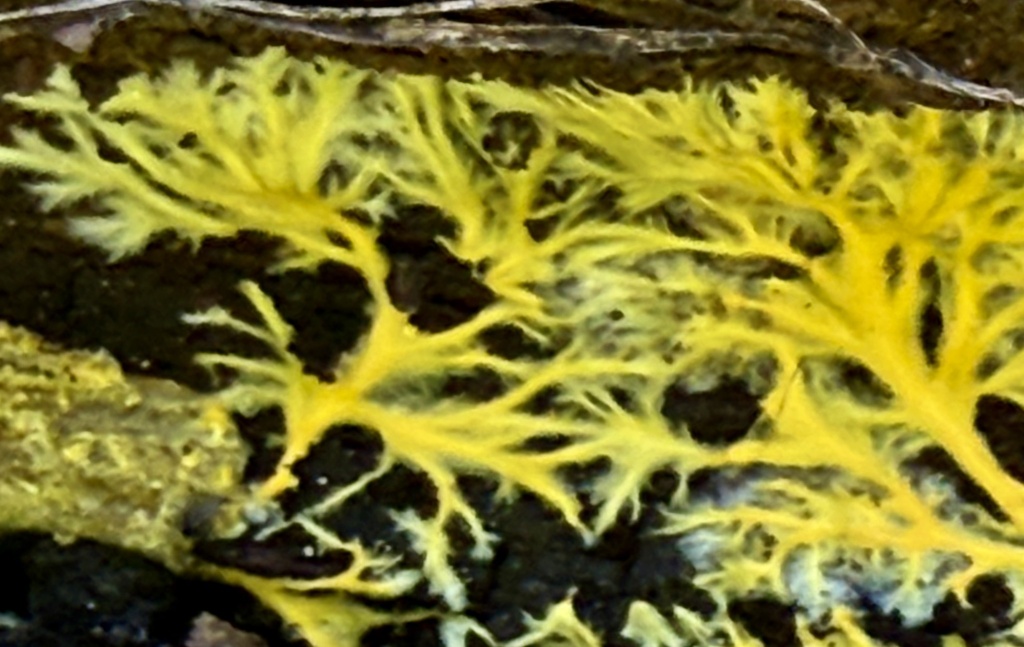 yellow cobweb · May 2026 · photo: Photo: no rights reserved · iNaturalist