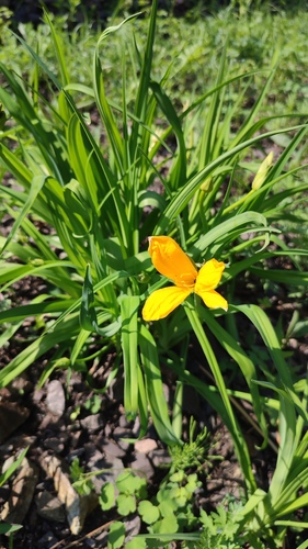 Amur day-lily