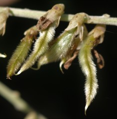 Pueraria tuberosa