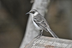 Mimus parvulus parvulus