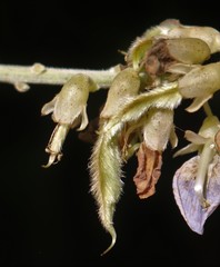 Pueraria tuberosa