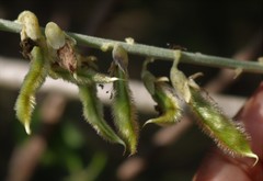 Pueraria tuberosa