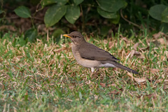 Turdus pelios
