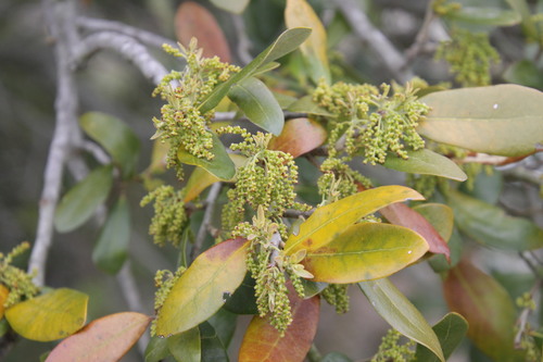 Live oak (Quercus virginiana)