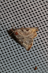 Eucarta virgo
