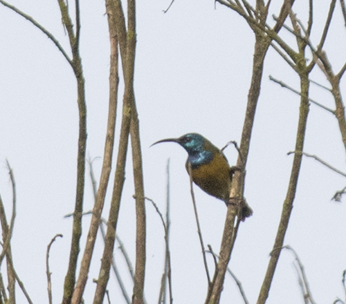 Cameroon Sunbird (Cyanomitra oritis), photo 5