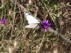 Leucochitonea levubu