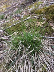 Carex communis
