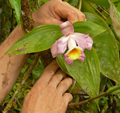 Sobralia ecuadorana