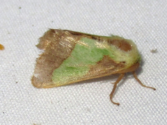 Parasa chloris