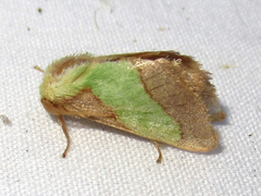 Parasa chloris