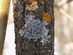 Physcia alnophila