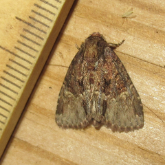 Phosphila turbulenta