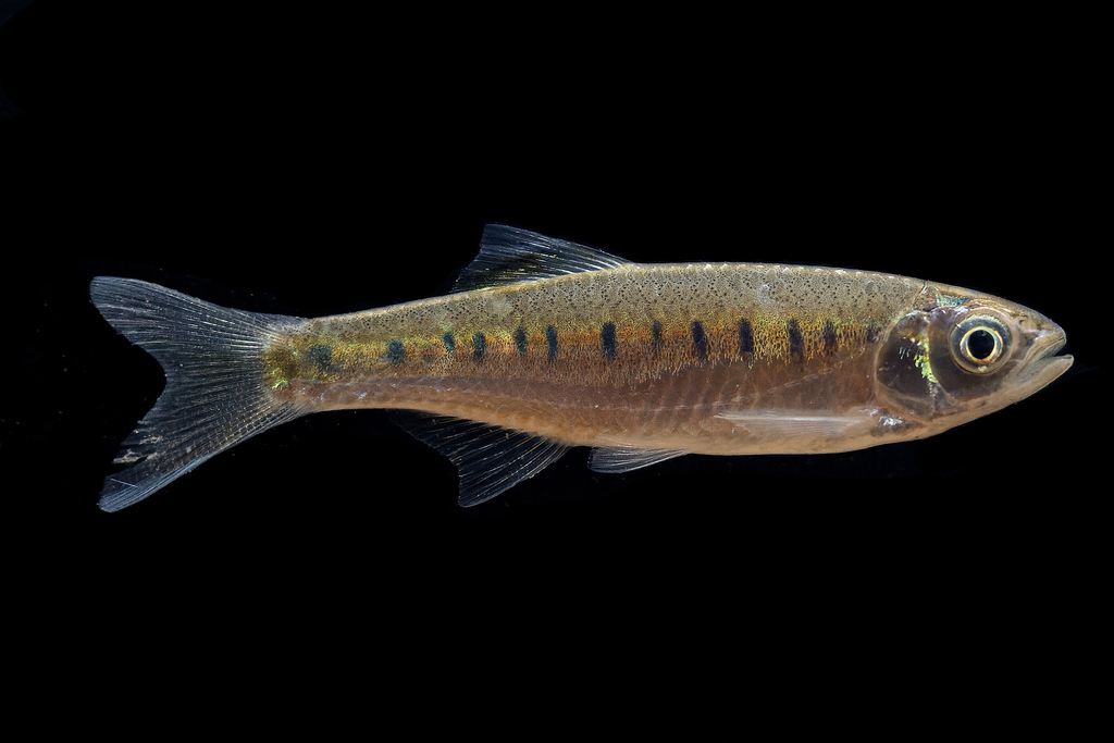 Korat-danio (Opsarius koratensis) — Cyprinidae