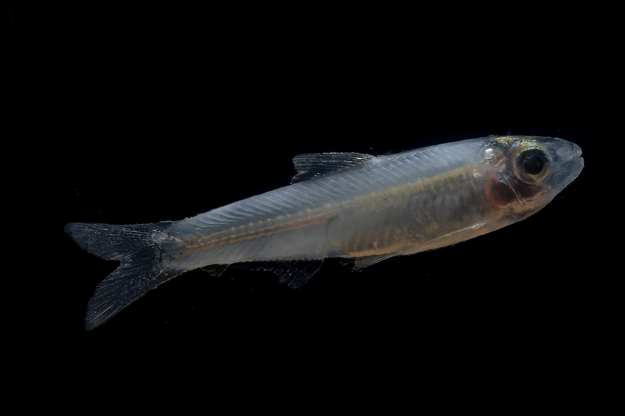 Sumatran River Sprat
