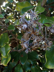 Brachyglottis rotundifolia