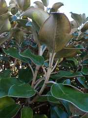 Brachyglottis rotundifolia, photograph author not stated, no rights reserved