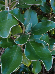 Brachyglottis rotundifolia, photograph author not stated, no rights reserved