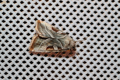 Eucarta virgo
