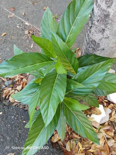 Morinda citrifolia