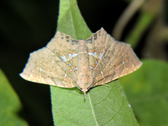 Yidalpta flavagalis