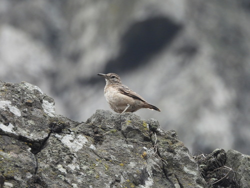Thick-billed Miner (Geositta crassirostris)