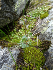 Cardamine resedifolia