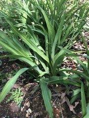 Hemerocallis fulva