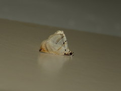 Trichophysetis hampsoni