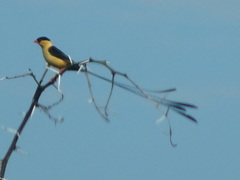 Vidua regia