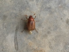 Amphimallon solstitiale