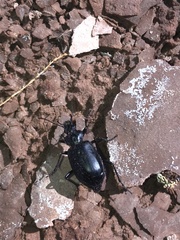 Calosoma peregrinator