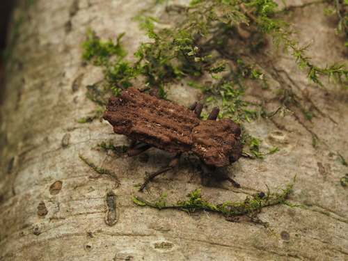 Phellopsis Phellopsis suberea · iNaturalist