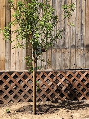 Prunus persica nucipersica