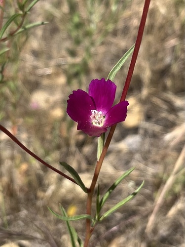 iNaturalist observation photo of Winecup Clarkia