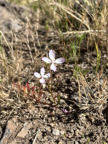 iNaturalist observation photo of Ramona Clarkia