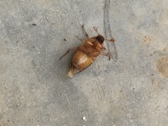 Amphimallon solstitiale