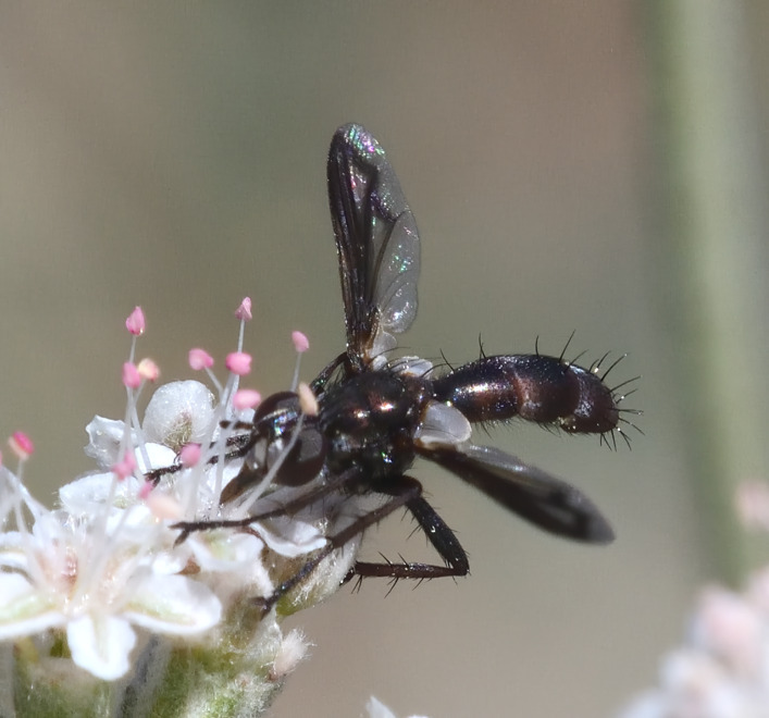 Cylindromyia signatipennis