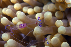 Ancylomenes sarasvati