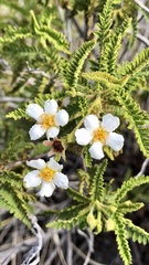 Chamaebatia australis