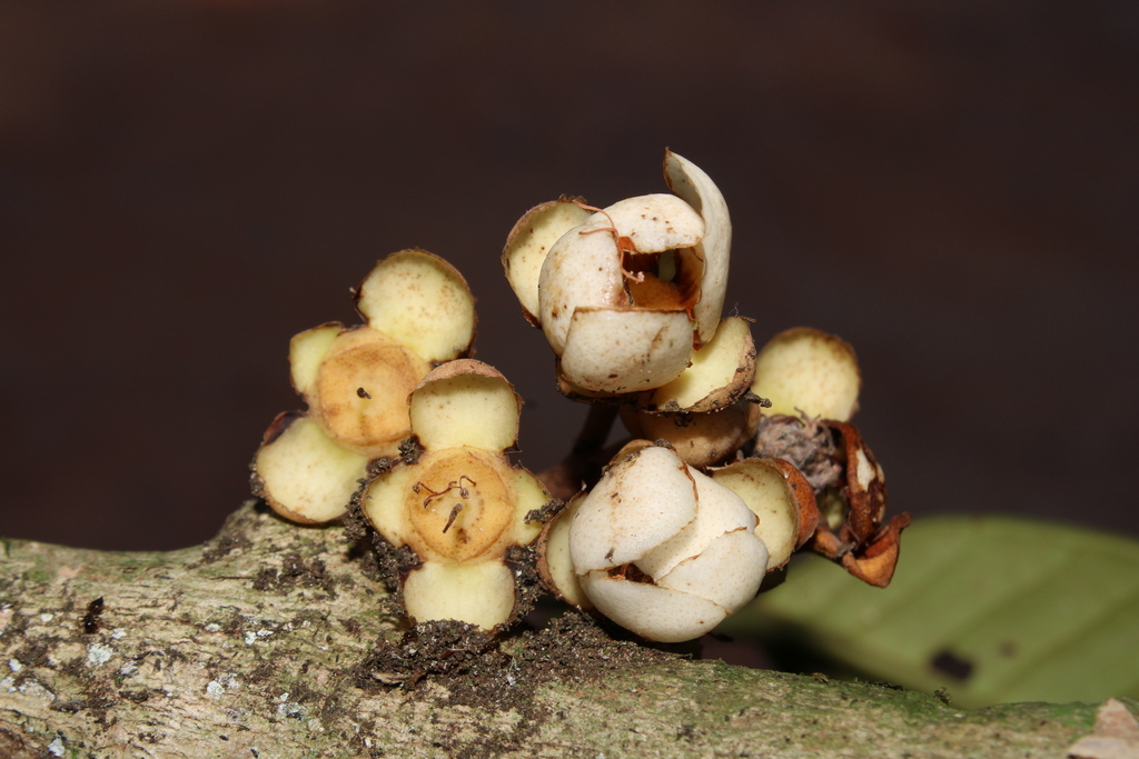 Eugenia umbrosa