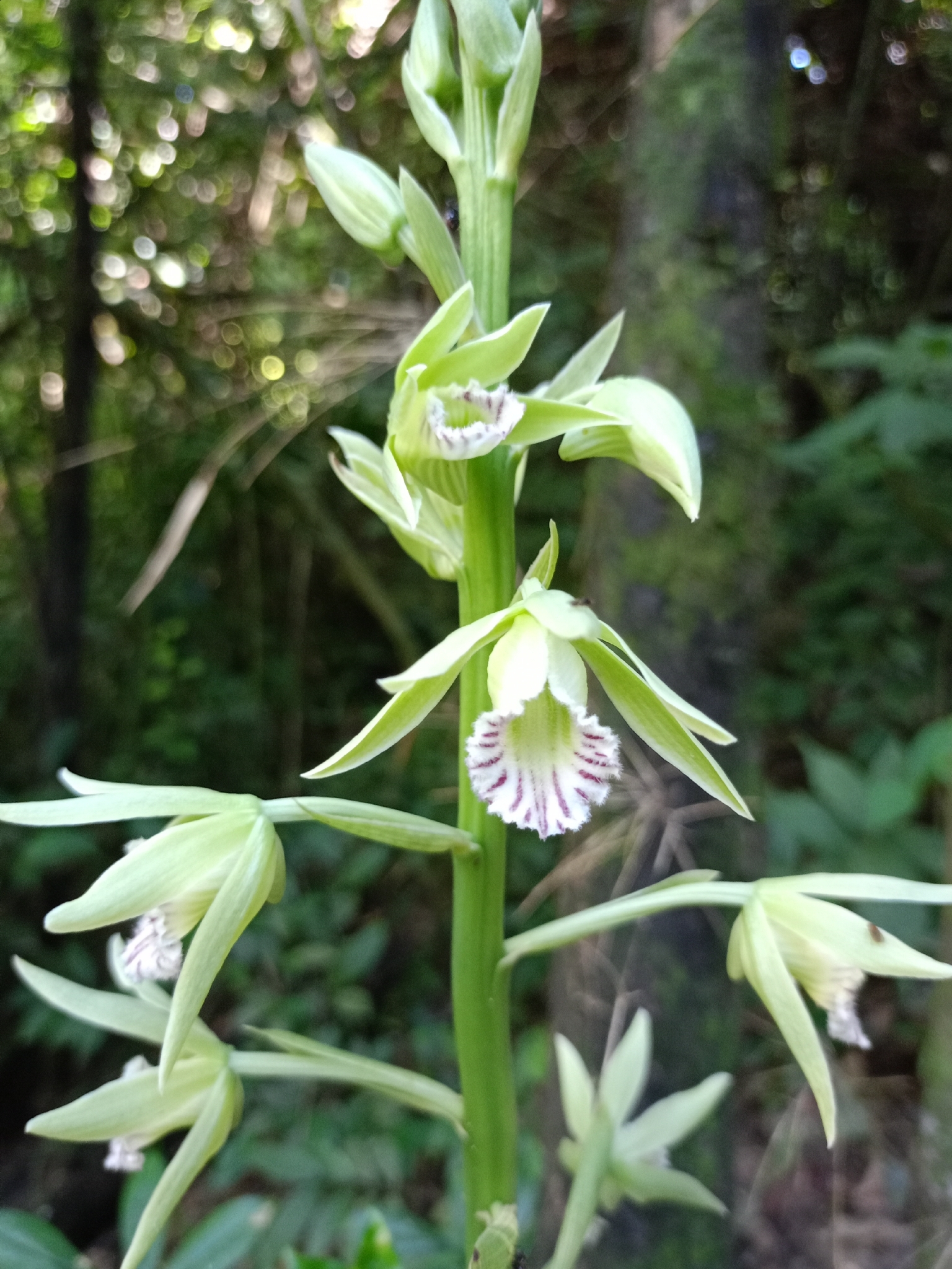 Galeandra beyrichii
