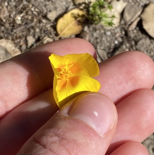 iNaturalist observation photo of Eschscholzia