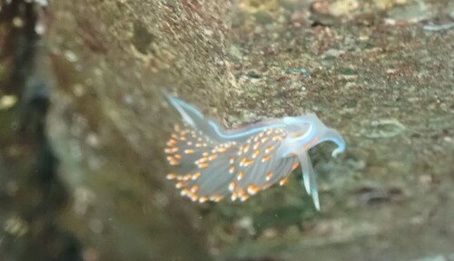 Hermissenda opalescens